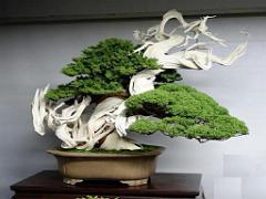 149 BONZAI A MAULEVRIER 2016_000013